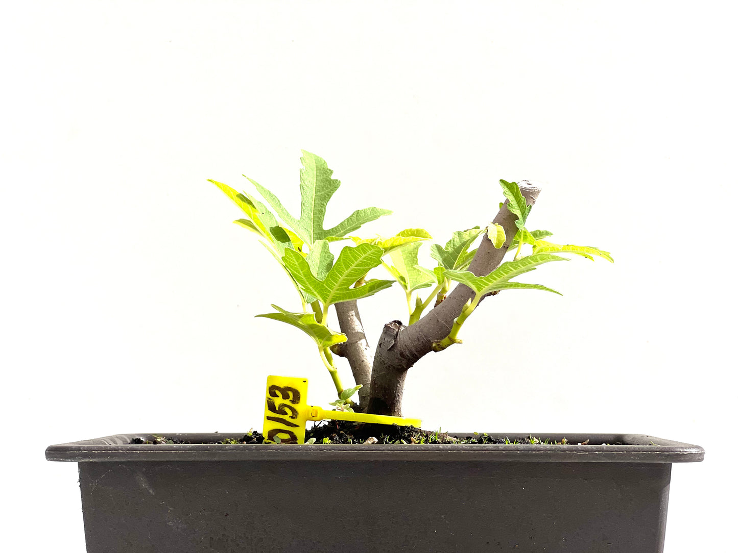 Ficus Carica 0153