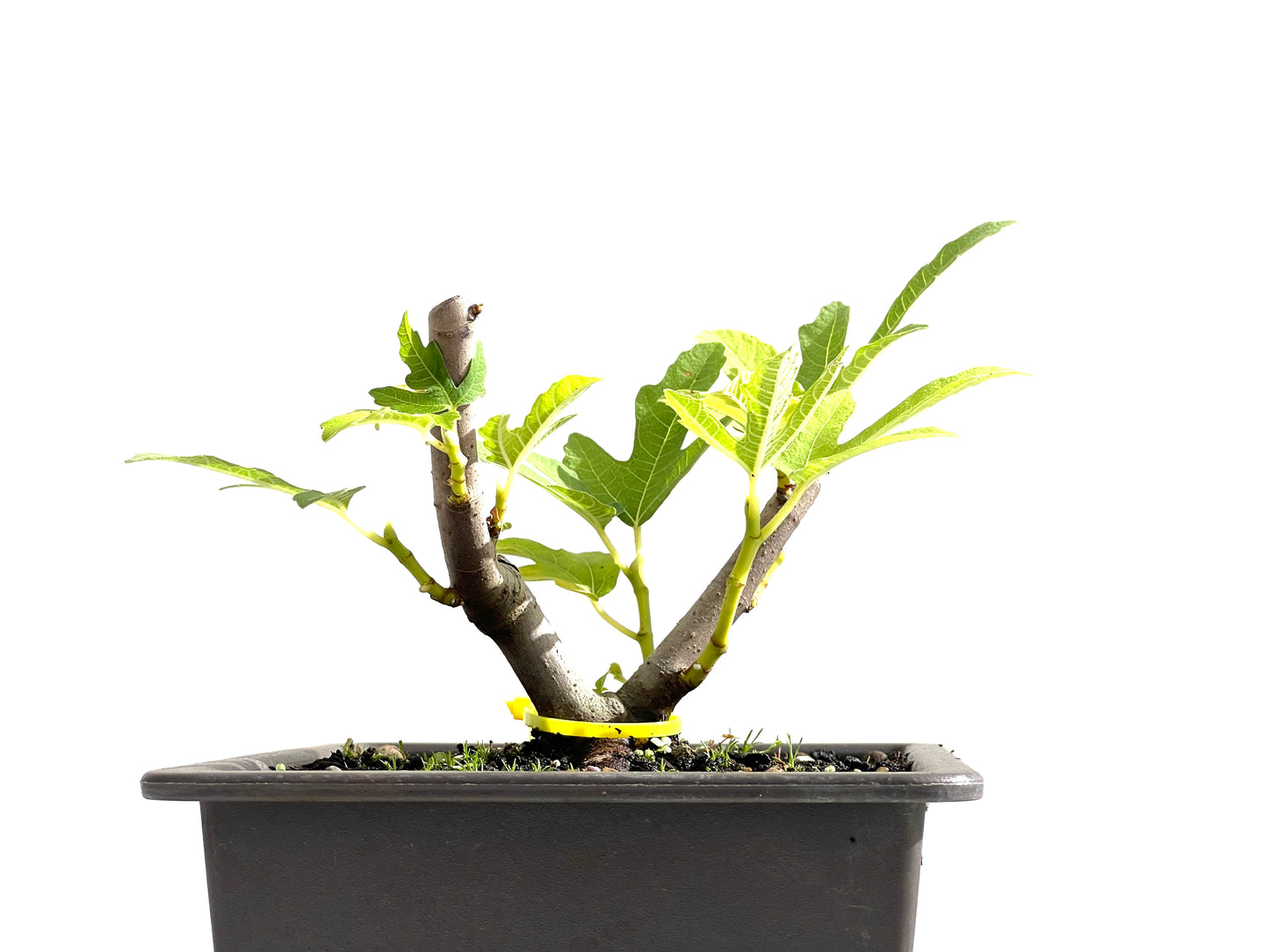 Ficus Carica 0153