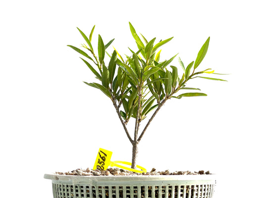 Ficus Nerifolia 2561