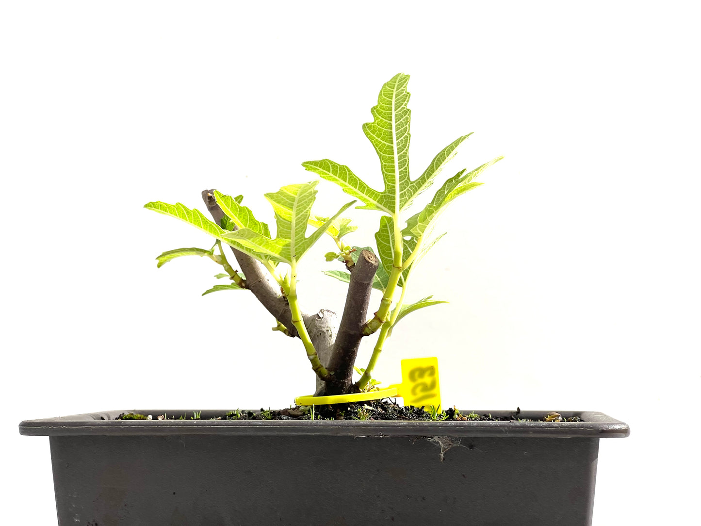 Ficus Carica 0153