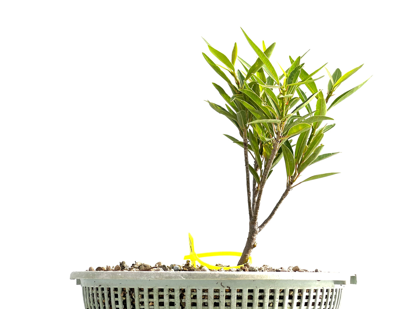 Ficus Nerifolia 2561