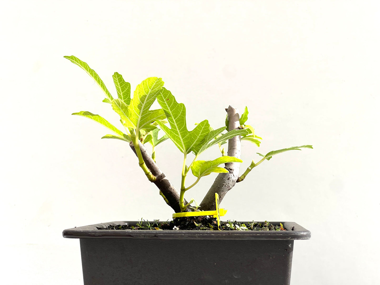 Ficus Carica 0153