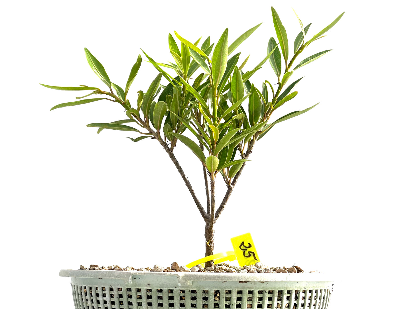 Ficus Nerifolia 2561