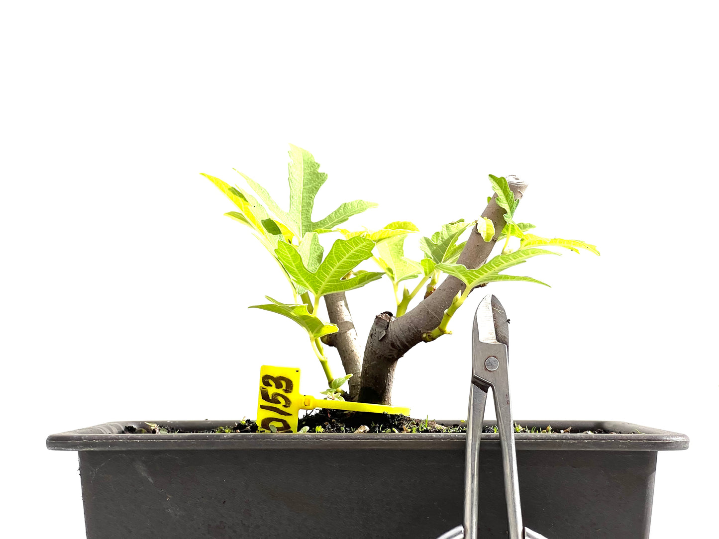 Ficus Carica 0153