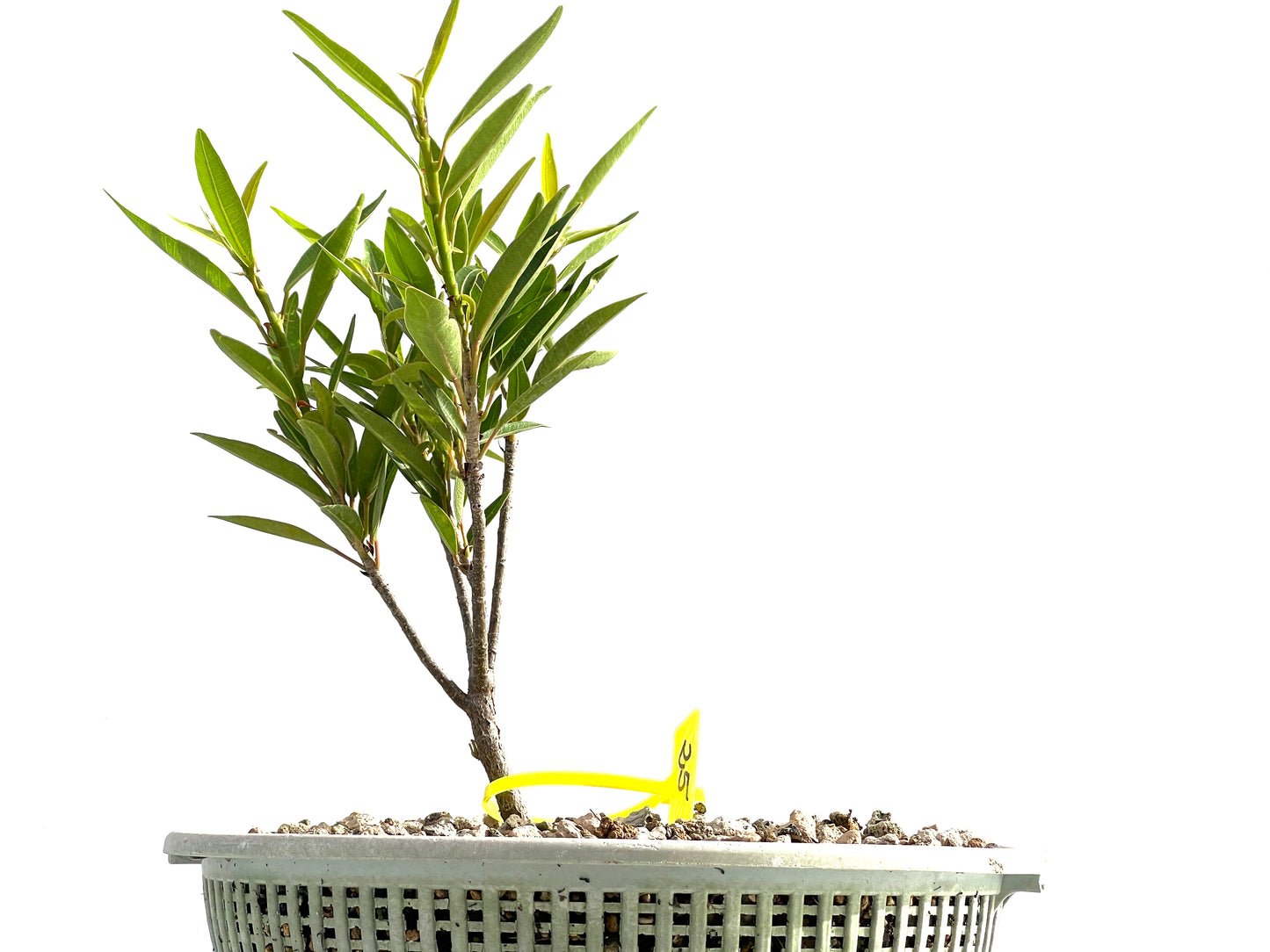 Ficus Nerifolia 2561