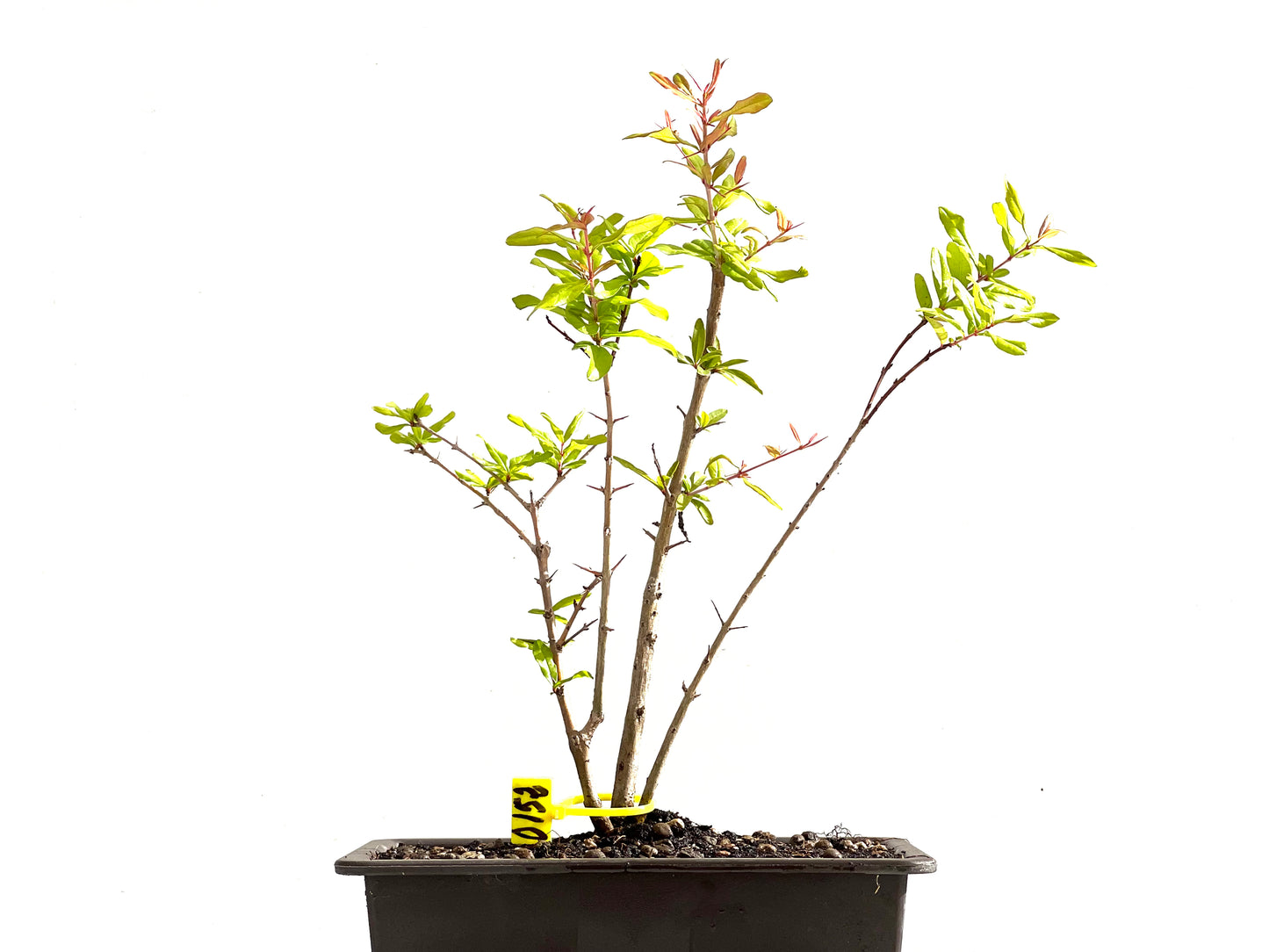 Punica Granatum Nejikan 0152
