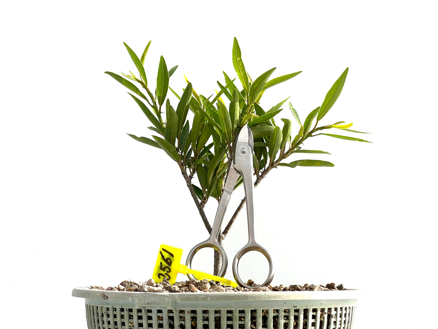 Ficus Nerifolia 2561