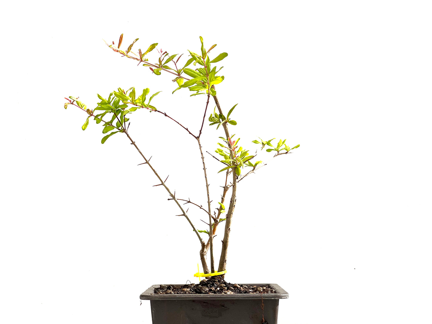 Punica Granatum Nejikan 0152