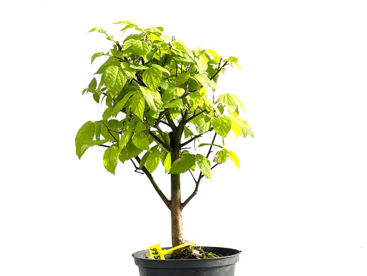 Celtis Australis 2566