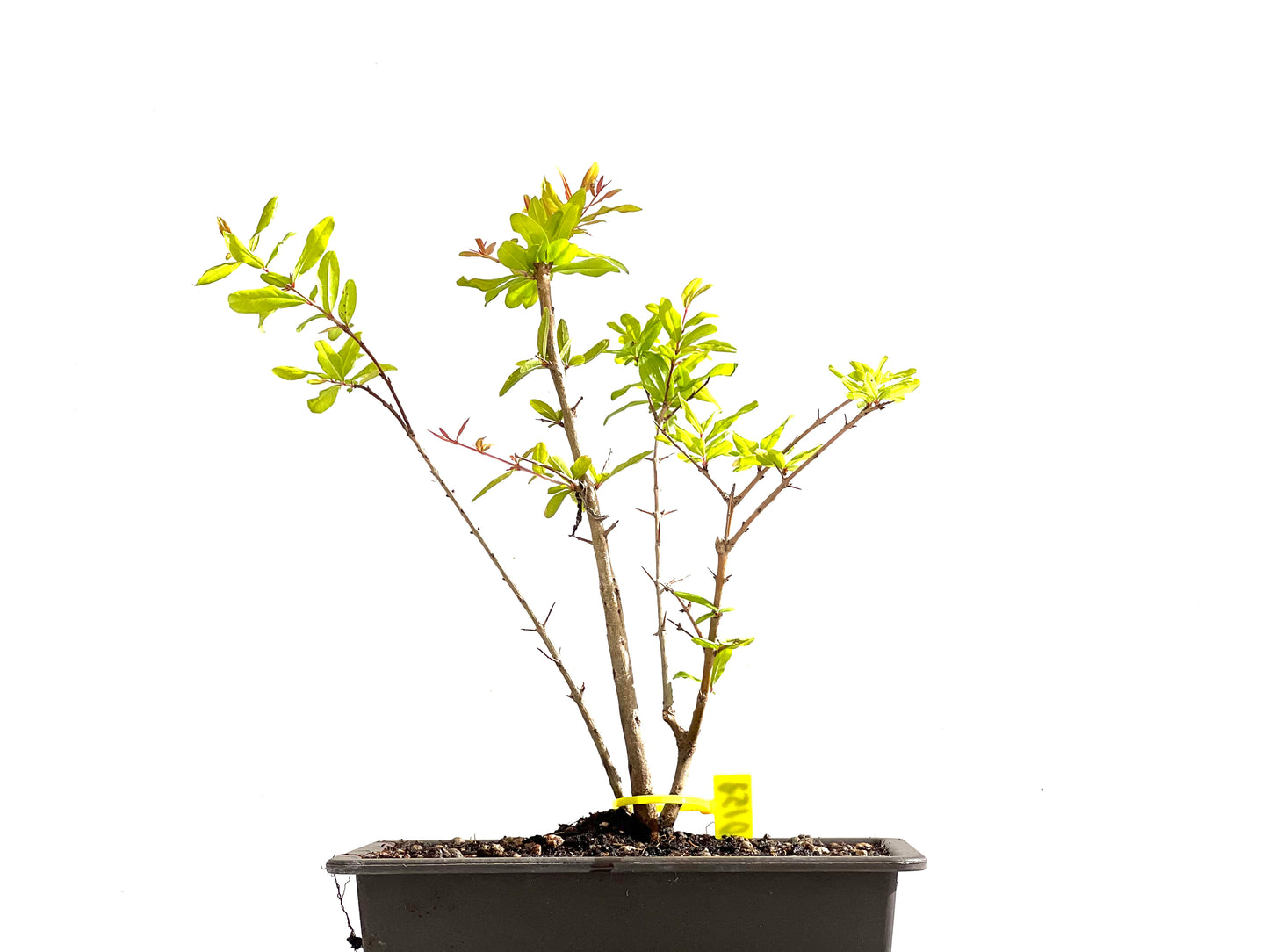 Punica Granatum Nejikan 0152
