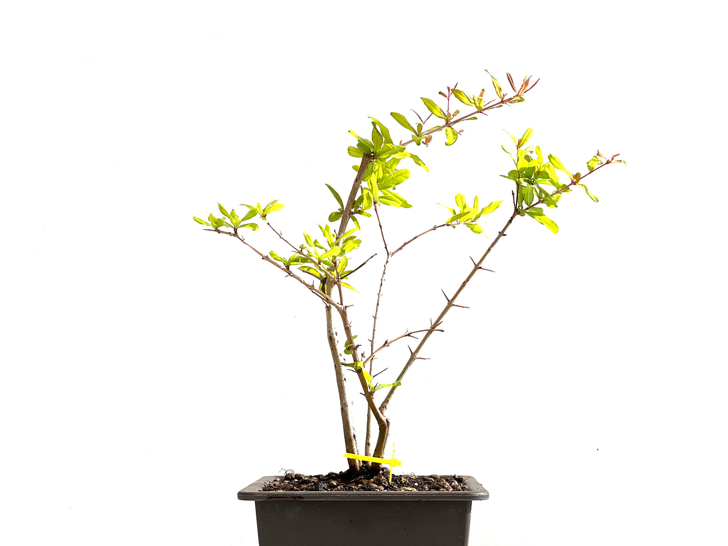 Punica Granatum Nejikan 0152