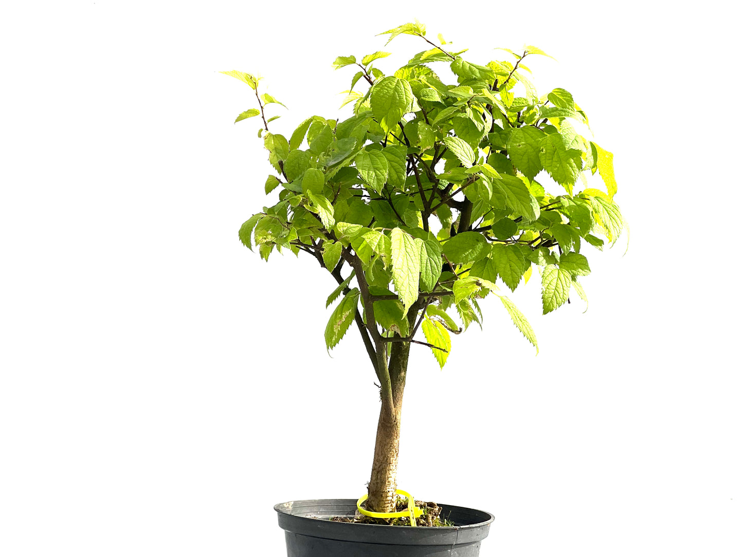 Celtis Australis 2566