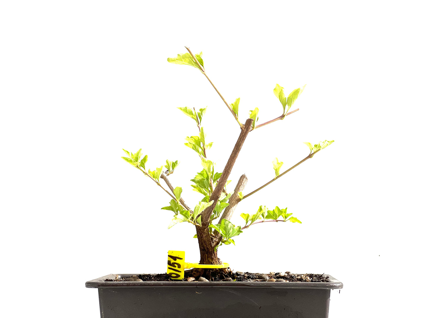 Premna Japonica 0151