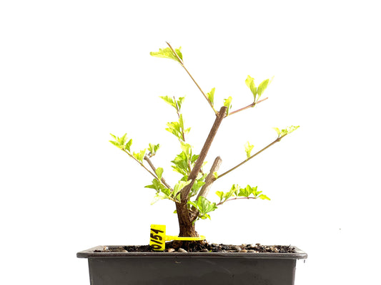 Premna Japonica 0151