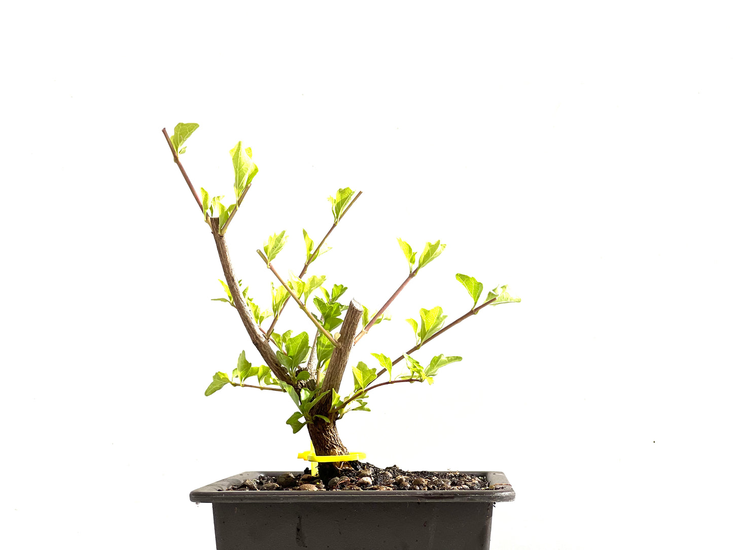 Premna Japonica 0151