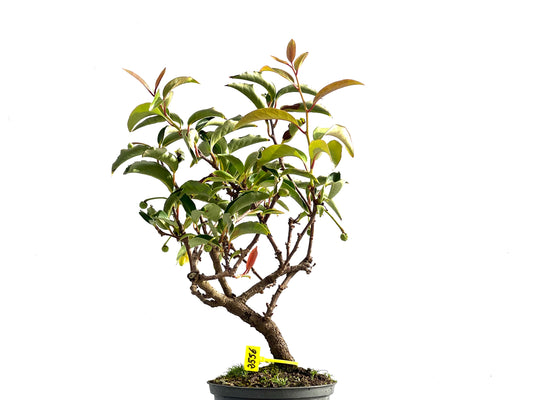 Kadsura Japonica 2556
