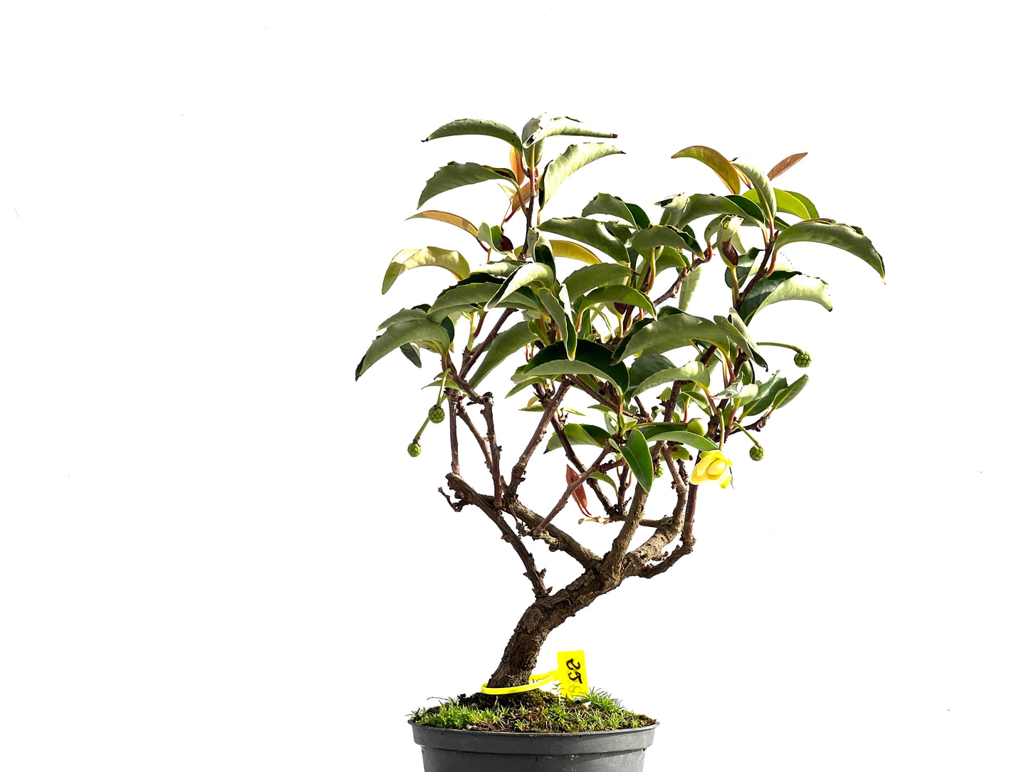 Kadsura Japonica 2556