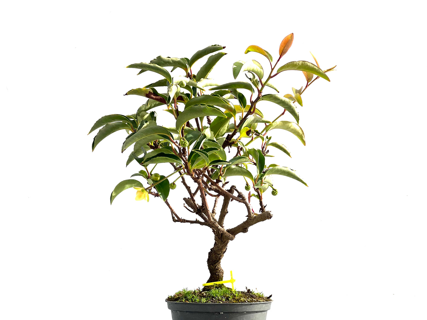 Kadsura Japonica 2556
