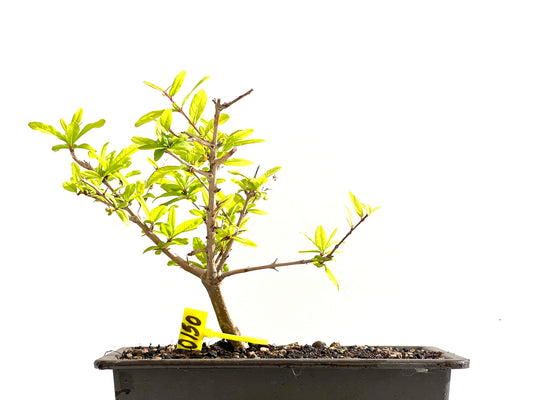 Punica Granatum Nejikan 0150
