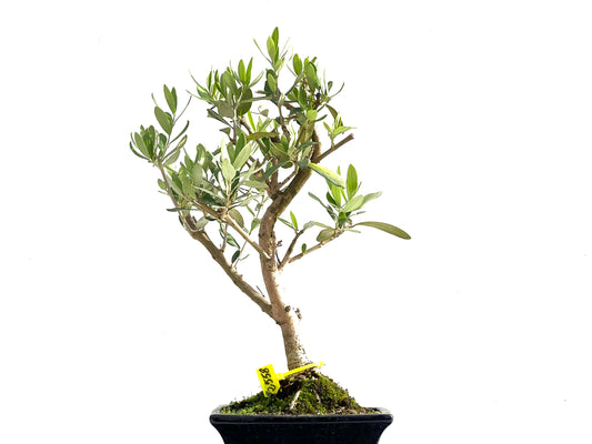 Olea Europaea 2558