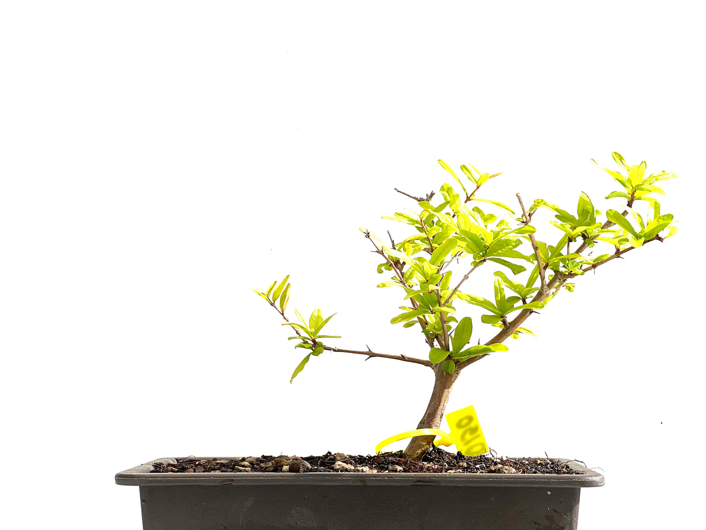 Punica Granatum Nejikan 0150
