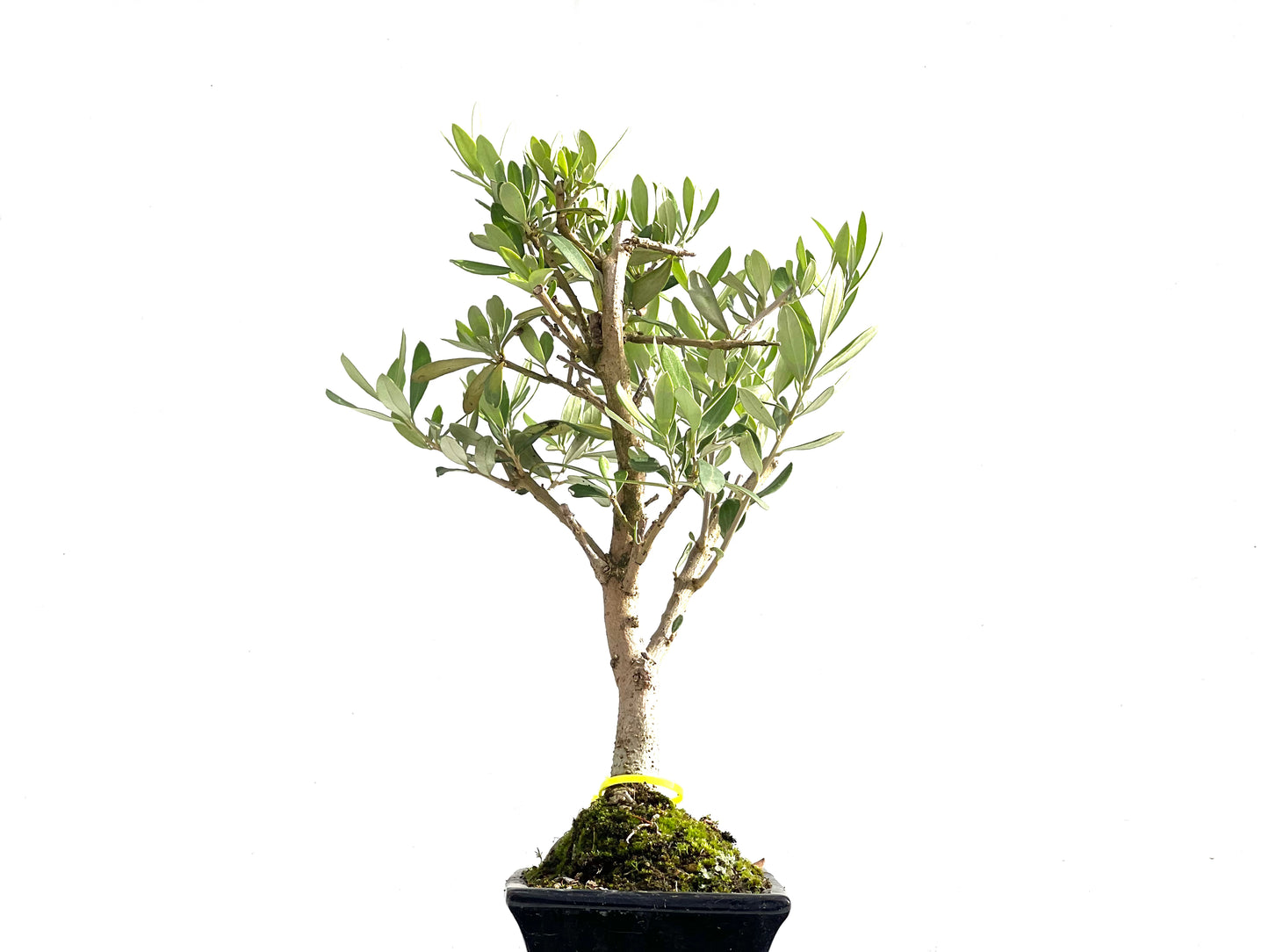 Olea Europaea 2558