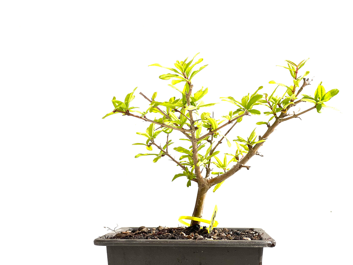 Punica Granatum Nejikan 0150