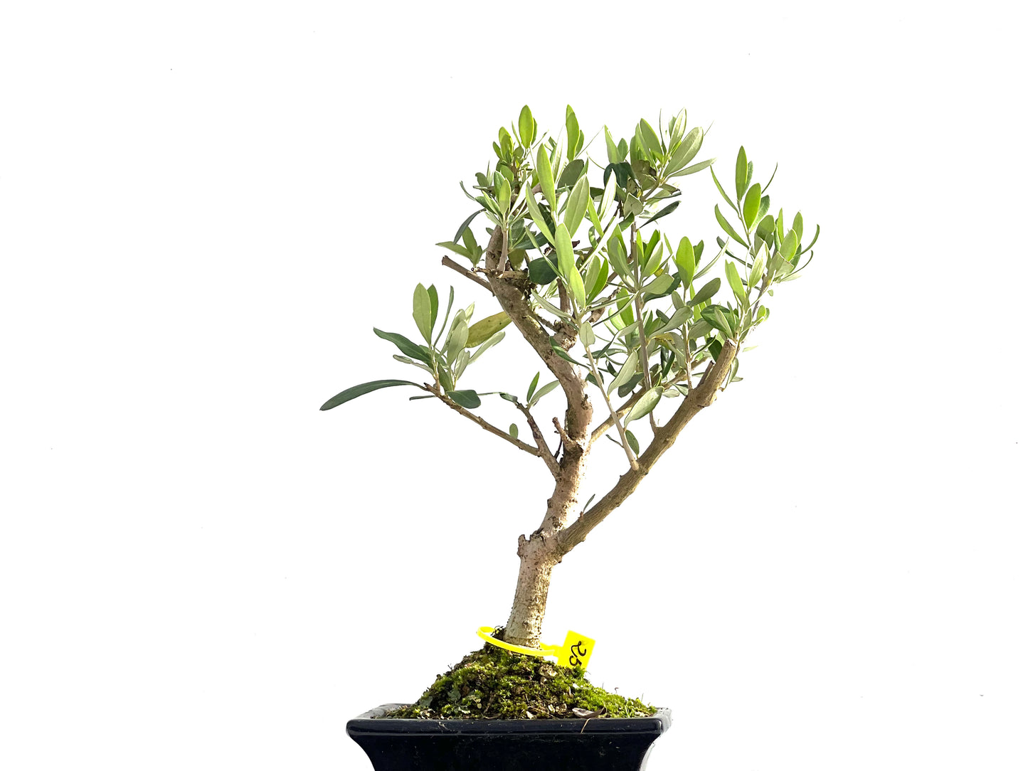 Olea Europaea 2558