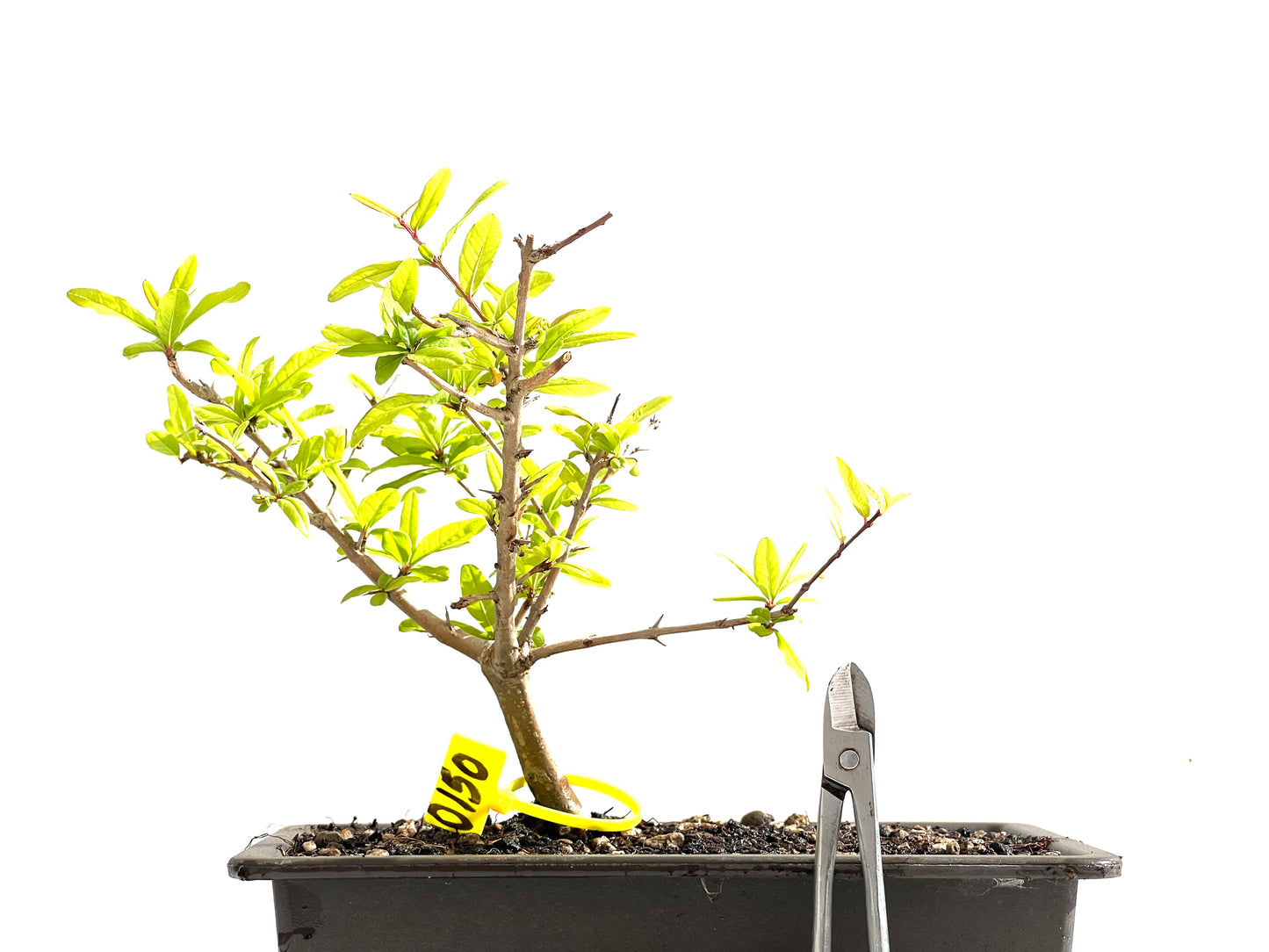 Punica Granatum Nejikan 0150