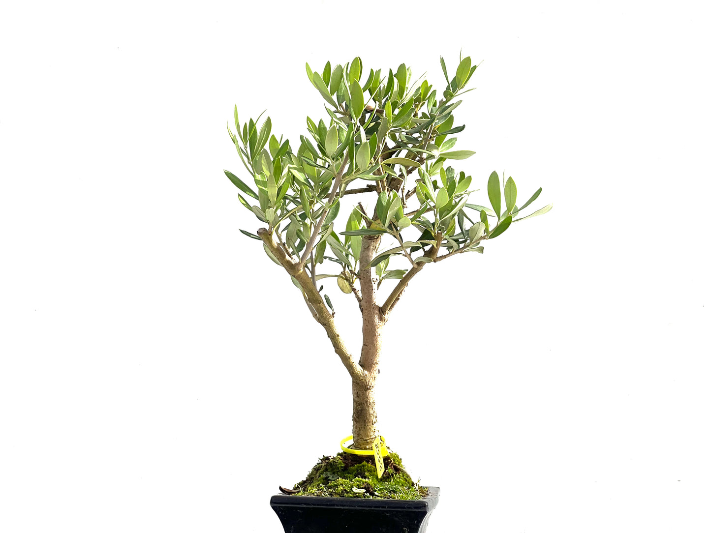 Olea Europaea 2558
