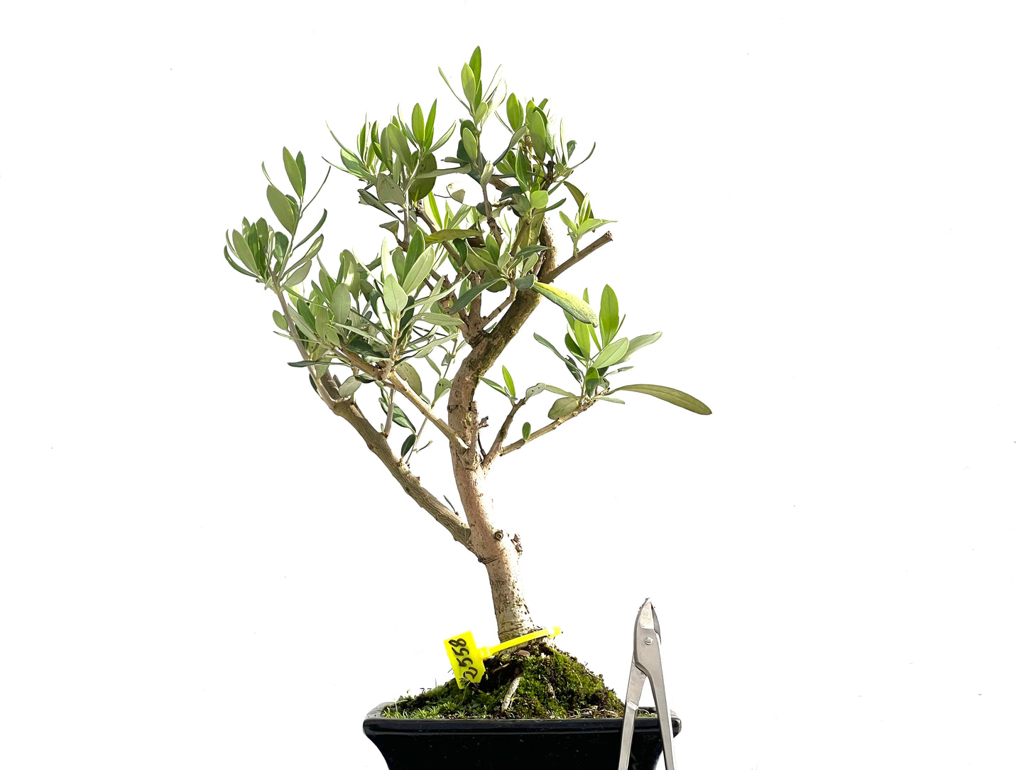 Olea Europaea 2558