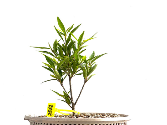 Ficus Nerifolia 2562