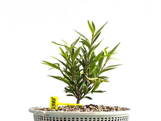 Ficus Nerifolia 2565