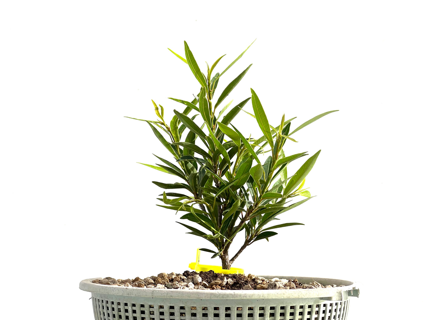 Ficus Nerifolia 2565