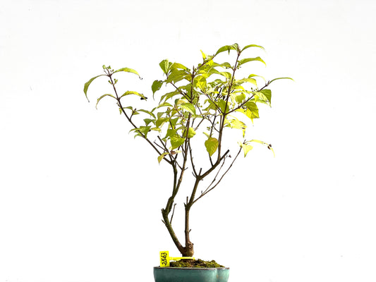 Callicarpa Japonica 2563
