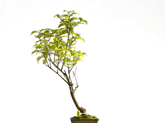 Callicarpa Japonica 2560