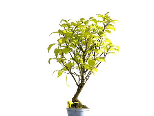 Callicarpa Japonica 2552