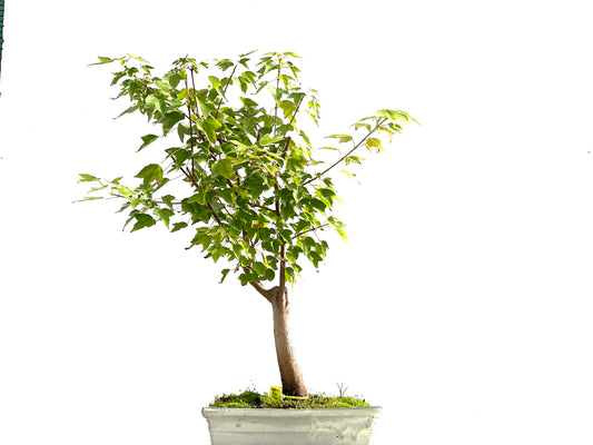 Acer Burgerianum 2109