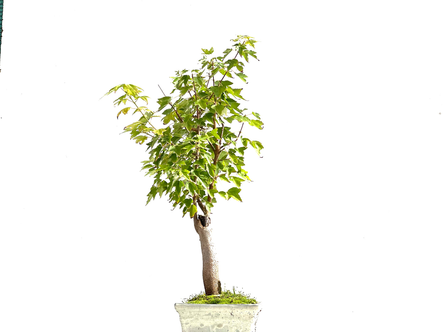 Acer Burgerianum 2109