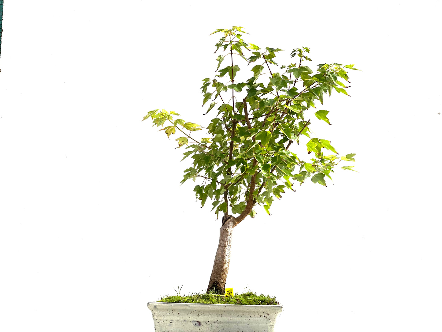 Acer Burgerianum 2109