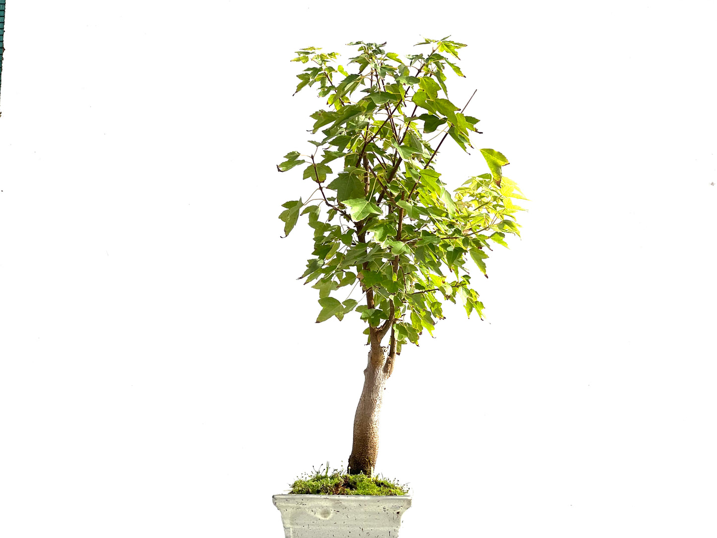 Acer Burgerianum 2109