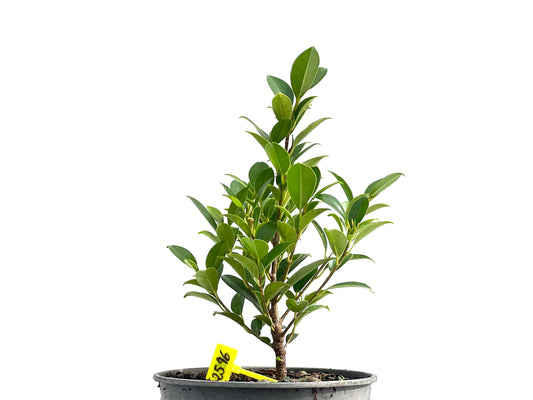 Ficus Tiger Bark 2596
