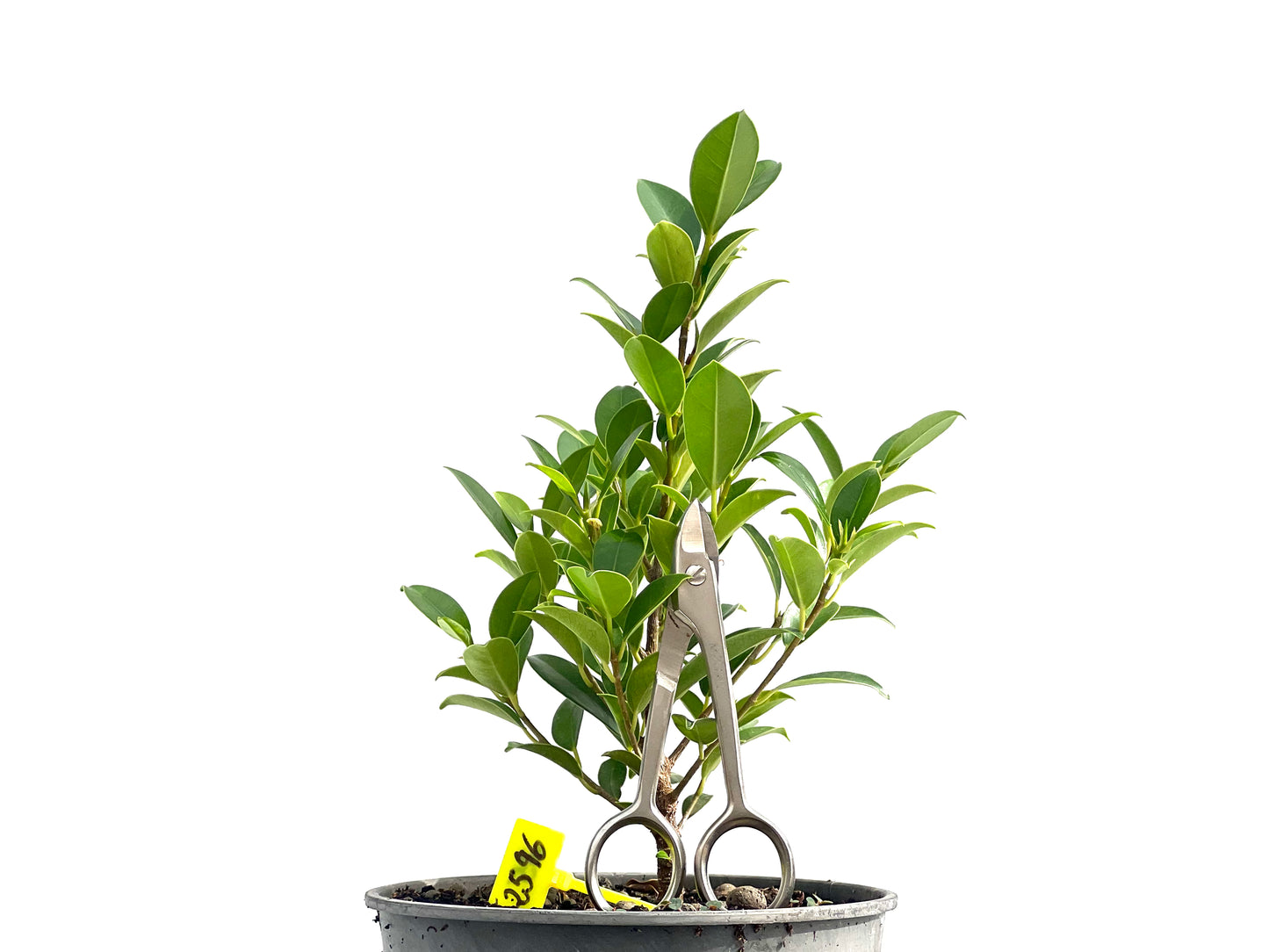 Ficus Tiger Bark 2596