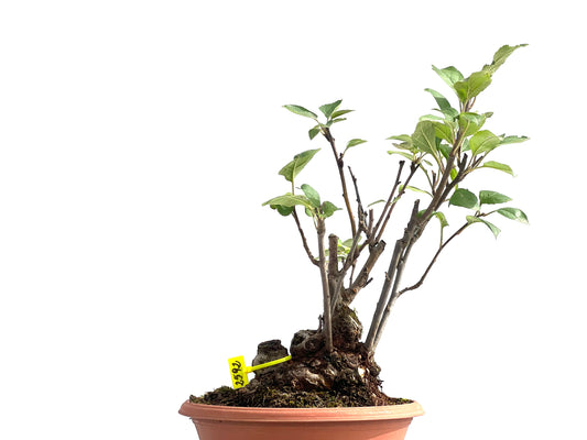 Malus Everest 2592