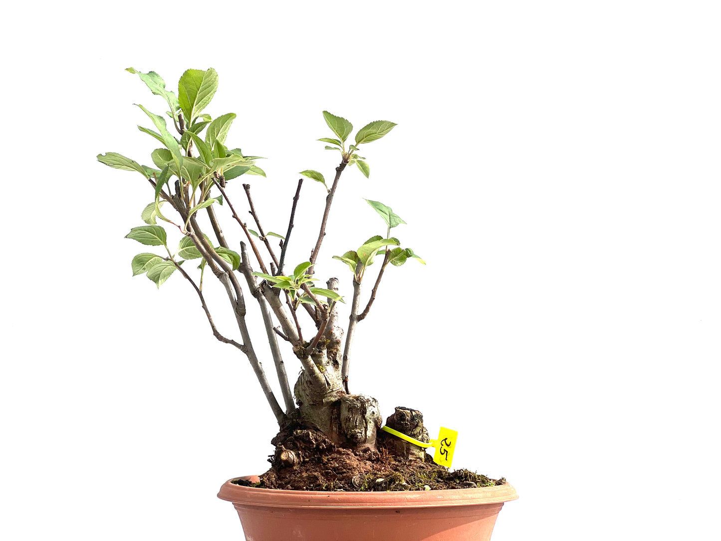 Malus Everest 2592