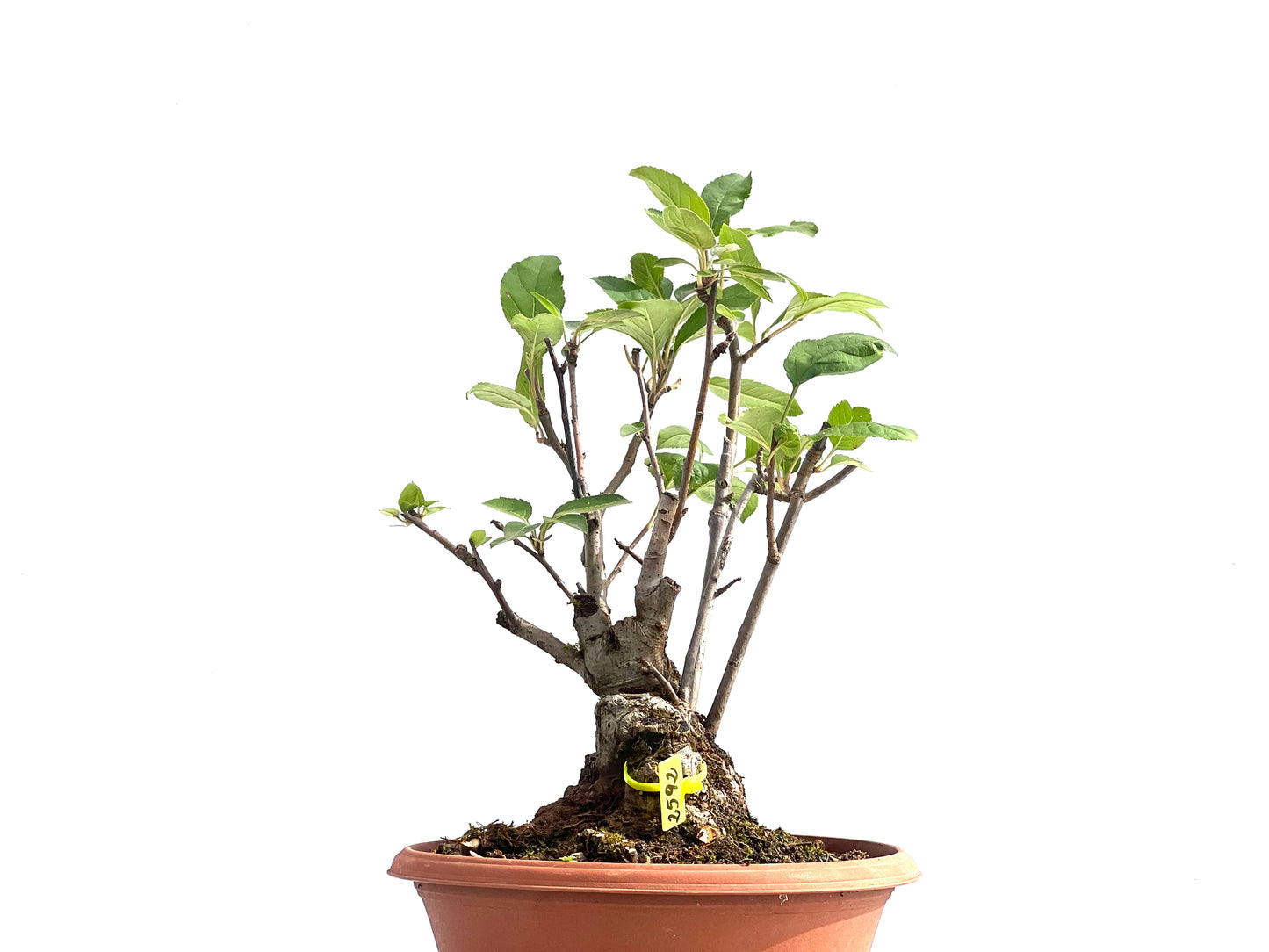 Malus Everest 2592