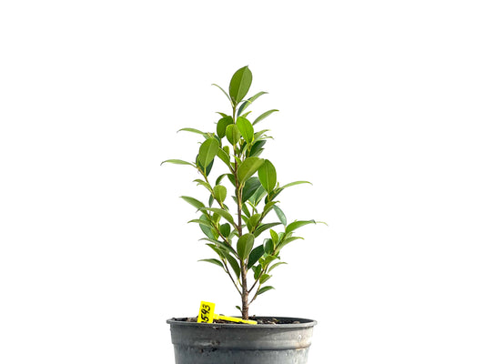 Ficus Tiger Bark 2593