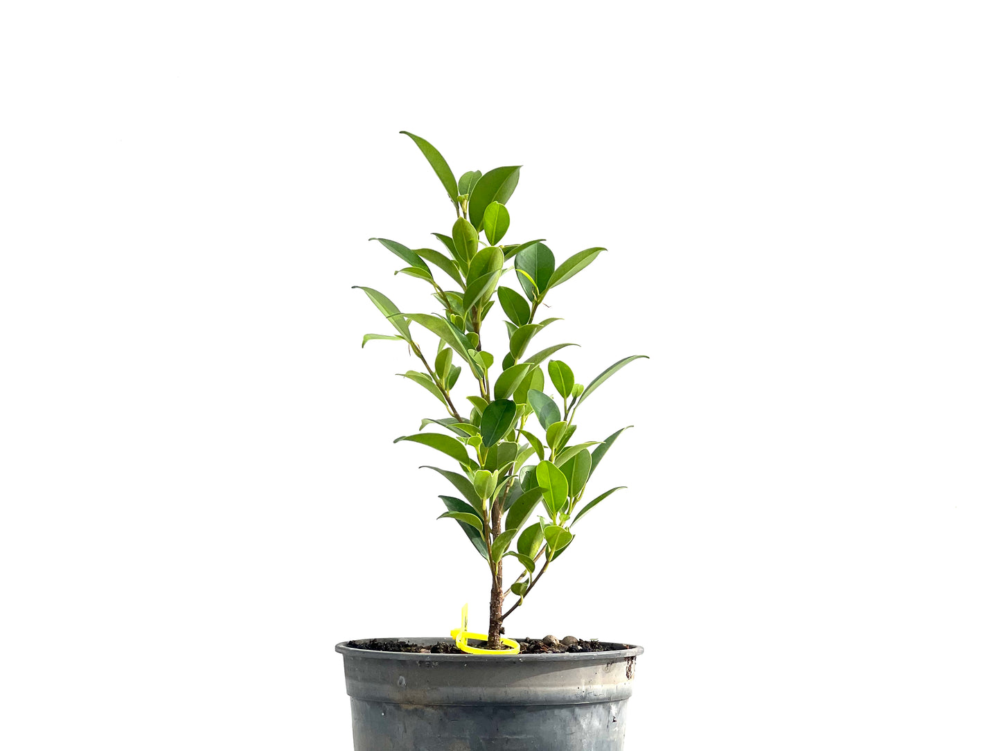 Ficus Tiger Bark 2593