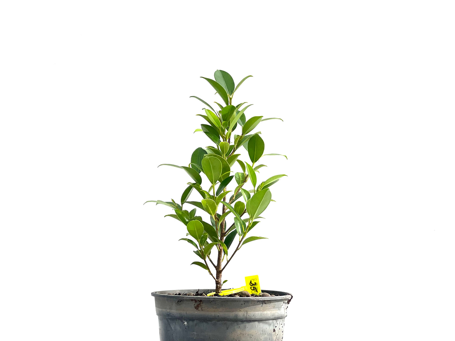 Ficus Tiger Bark 2593