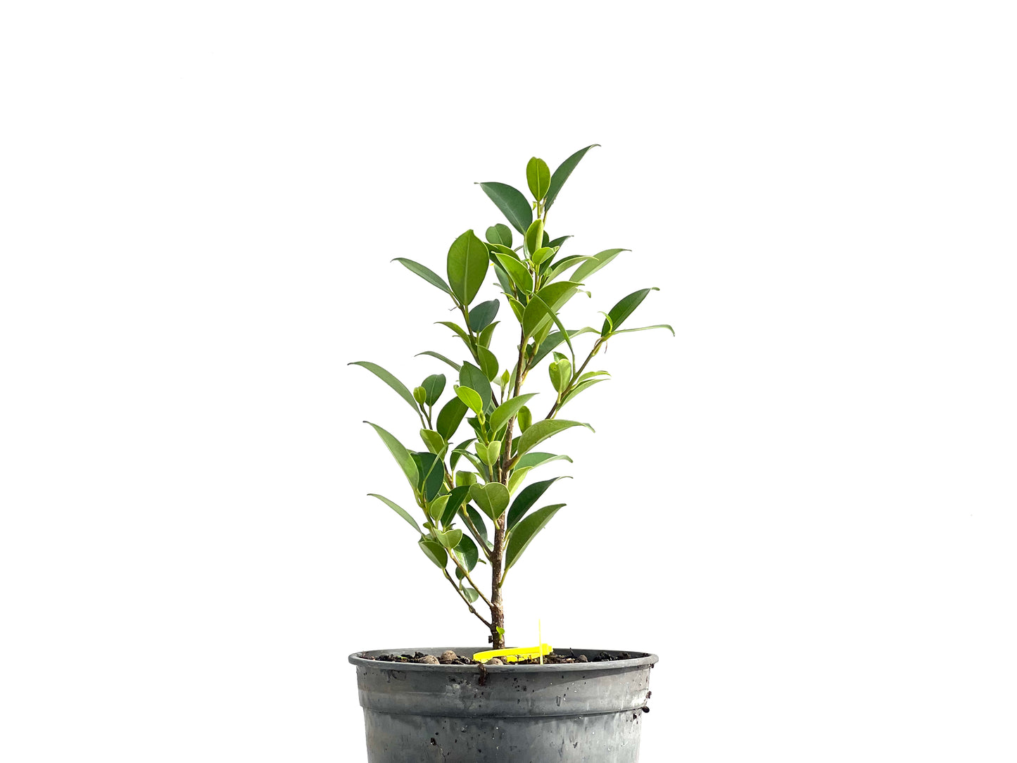 Ficus Tiger Bark 2593